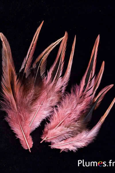 Coq flammé - 10-15 cm - rose ancien